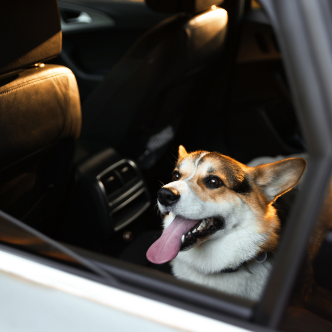 NCC Catanzaro - Trasporto animali